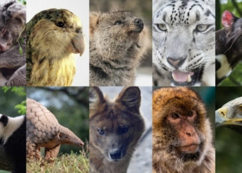 Météo du mercredi 11 mai. Journée mondiale des espèces menacées