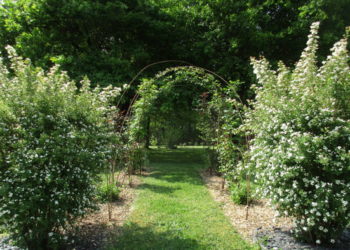 3, 4 et 5 juin à Saint-Martin de la Place : Promenade dans un jardin privé