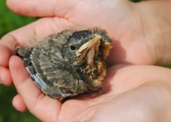 Environnement. Oiseau tombé du nid : « Ce n’est pas forcément en le récupérant qu’on sauve un oisillon »