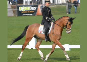 Saumur. Équitation : Qing du Briot*IFCE fera ses adieux lors du gala « Au cœur du Grand manège »
