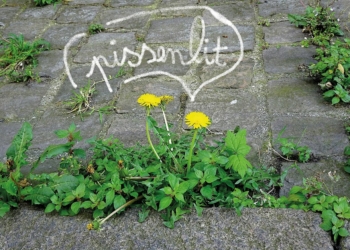 14 mai à Baugé-en-Anjou. Une sortie nature pour « taguer les mauvaises herbes »