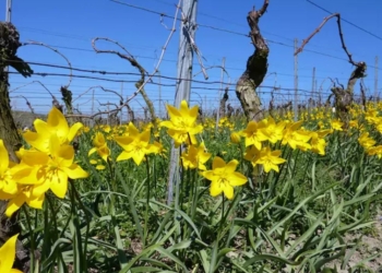 Chinonais et Bourgueillois : Le retour de la tulipe dans les vignes