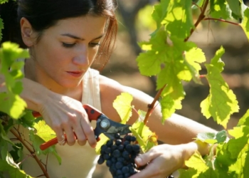 Dossier. Jobs d’été : à quel âge et dans quelles conditions ?