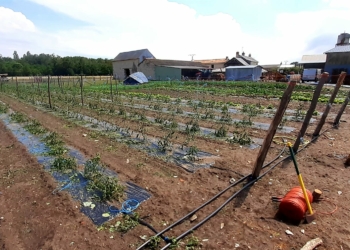 Saumurois. Après l’orage, la désolation : témoignages de producteurs