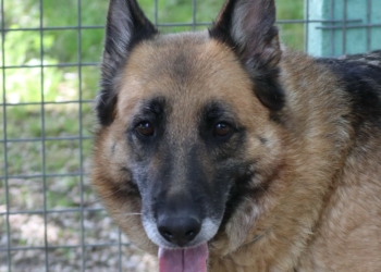 19 juin à Saumur : Portes Ouvertes à l’ASPA et vide-greniers