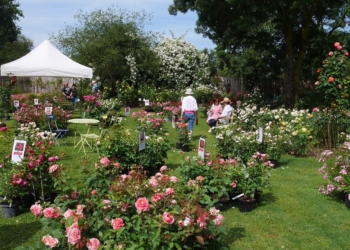 4, 5 et 6 juin à Doué-en-Anjou. La Fête des Rosiers aux Chemins de la Rose