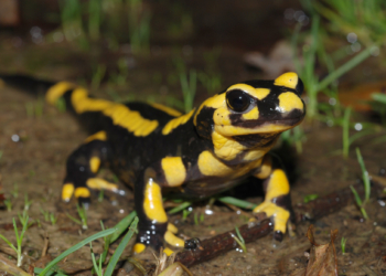 Du 18 juin au 6 novembre à Montsoreau. « Nature extra…ordinaire » : nouvelle exposition à la Maison du Parc 