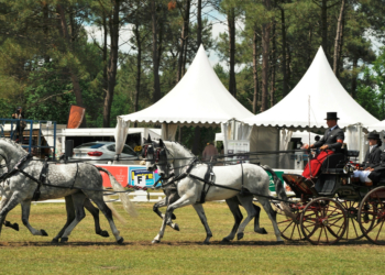 Internationaux d’attelages : Entre les gouttes, grand air et plaisir retrouvé.