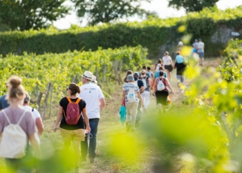 3 et 4 septembre en Val de Loire. Vignes Vins Randos revient ce weekend avec 5 balades en Saumurois