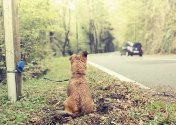 Météo du weekend. Le fléau de l’abandon d’animaux pendant l’été