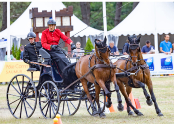 Concours d’Attelage International de Saumur : Un final en beauté sur l’hippodrome avec la maniabilité !