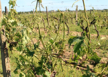 Un violent orage de grêle ravage les cultures à la limite de la Vienne et du Maine-et-Loire