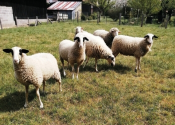 Baugé-en-Anjou. La commune mise sur l’écopâturage pour un entretien plus écologique