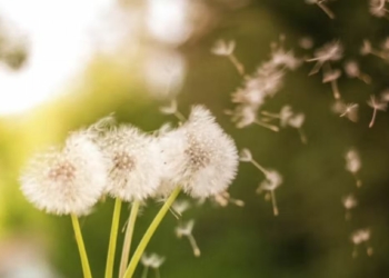 Météo du vendredi 3 juin. Pollens : le point sur les risques allergiques