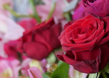 4 et 5 juin à Doué-en-Anjou. Le Comité de la Rose aux Rendez-vous aux Jardins 2022