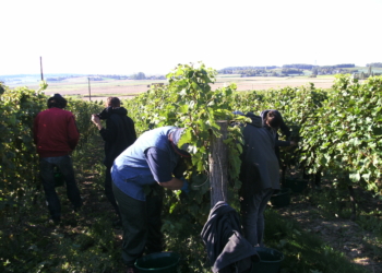 Saumurois. L’AIE prépare la période des vendanges pour la mi-août
