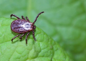 Activités en plein air, randonnées, farniente, méfiez-vous des tiques !