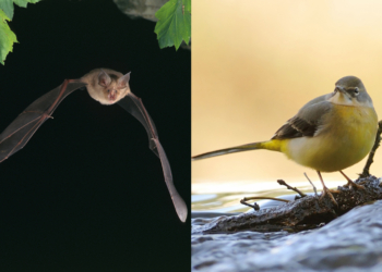 En juillet et août à Montsoreau : faites le plein de nature à la Maison du Parc !