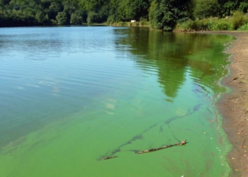 Maine-et-Loire. Avec la chaleur, les cyanobactéries sont de retour