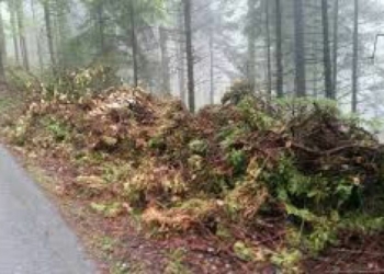 Environnement. La mauvaise idée du moment : jeter ses déchets verts en forêt !