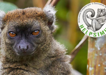 Bioparc de Doué-la-Fontaine. Cet été Mission « protection des espèces menacées »