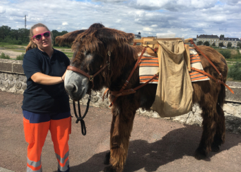 Saumur. Deux baudets du Poitou au service de la propreté de la ville