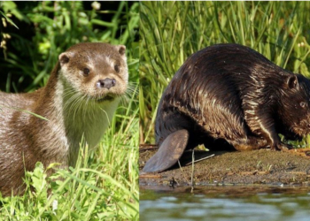 Environnement. Le castor et la loutre, des habitants discrets du Thouet