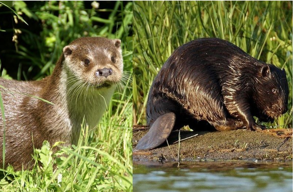 Environnement. Le castor et la loutre, des habitants discrets du Thouet