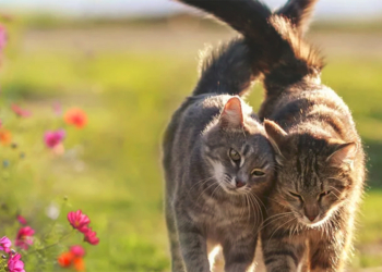 Edito de Michel Choupauvert : Sur les chats, la nouvelle opposition ne fait pas le chahut à Saumur