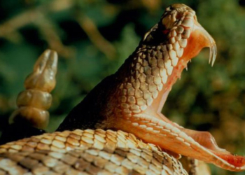 Santé. Attention aux morsures de serpents durant l’été