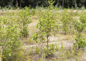 Environnement. 2 millions d’arbres plantés d’ici 2024 en Pays de la Loire.