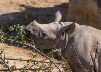 Doué-en-Anjou. Une année riche en naissances au Bioparc