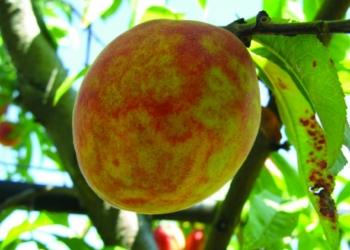 Doué-en-Anjou. Virus de la sharka : vérification sur les végétaux mardi 26 et mercredi 27 juillet