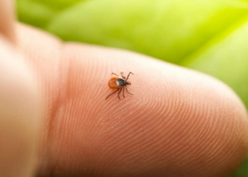 Dossier. En forêt ou dans le jardin, attention aux tiques