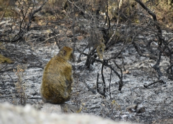 Doué-en-Anjou. Le Bioparc apporte son soutien au Maroc suite à un incendie qui a fait des victimes chez une espèce menacée