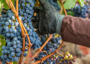25 août à Montreuil-Bellay : Journée de découverte et recrutement viticole