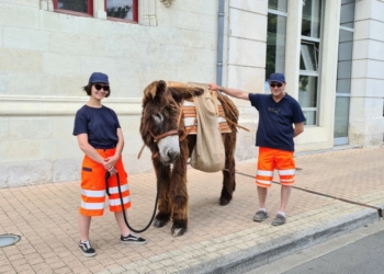 Saumur. Brut réalise un reportage sur les baudets de Saumur