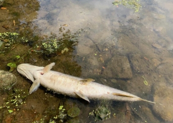 Maine-et-Loire. Sécheresse : Pour la fédération de pêche, les pouvoirs publics doivent agir