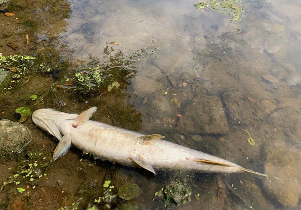 Maine-et-Loire. Sécheresse : Pour la fédération de pêche les pouvoirs publics doivent agir
