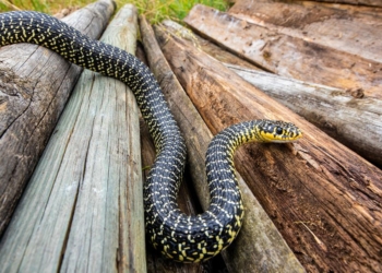 Dossier. La couleuvre verte et jaune, cette gentille habitante de nos territoires