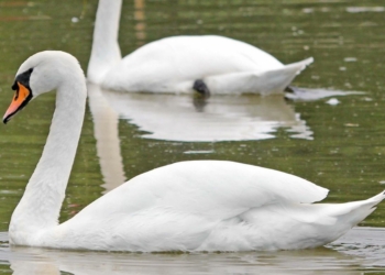 Nord Deux-Sèvres. Cas d’Influenza aviaire hautement pathogène dans la faune sauvage d’un étang
