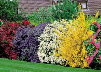 Thouarsais. Moins de haies de thuyas, cyprès, lauriers : plus de haies vives