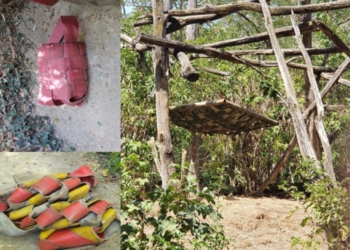 Chinon – Doué-en-Anjou. Une seconde vie au Bioparc pour les tuyaux incendie de la centrale nucléaire