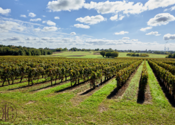 Viticulture. Ampelio, une vision pour chaque vignoble en Val de Loire