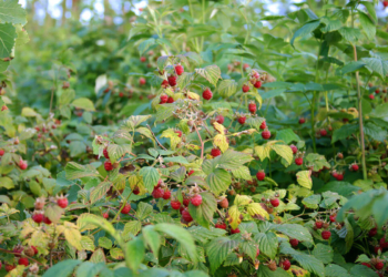 8 octobre à Montsoreau : Créer des haies de petits fruits au jardin
