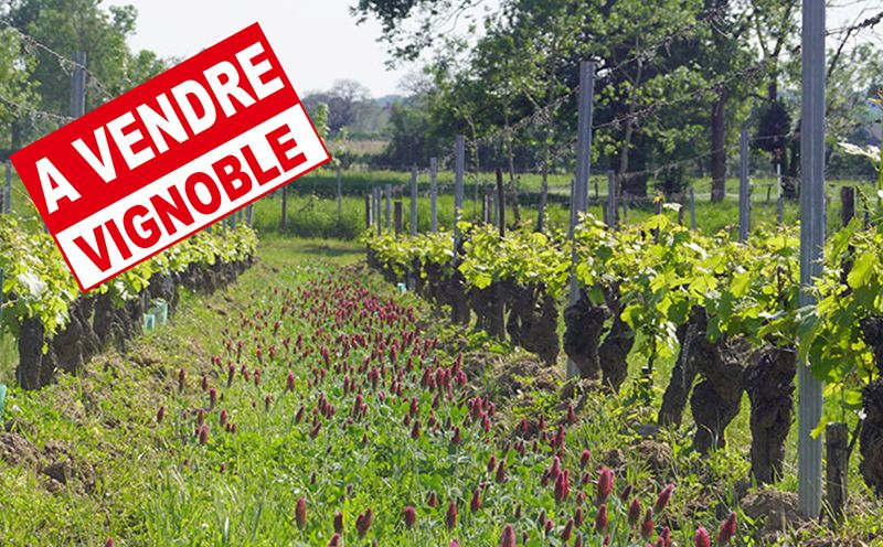 Le prix des vignes en Anjou, Saumur – Touraine attirent les acheteurs. Le détail