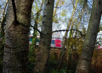 Dossier. Arbres à risque sur le réseau ferré national : SNCF Réseau informe