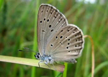 Fontevraud-l’Abbaye. Biodiversité : Restauration et inventaires dans les camps militaires