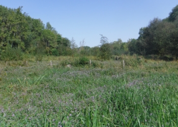 24 septembre à Huismes : Chantier bénévole nature au Marais de Rouches