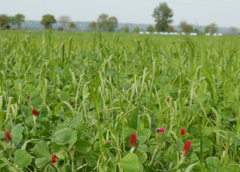 Maine-et-Loire. Report de la période d’implantation obligatoire des cultures dérobées, au titre des surfaces d’intérêt écologique (SIE)
